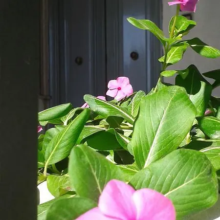Gli Dei E Le Rose 別荘 アジェーロラ